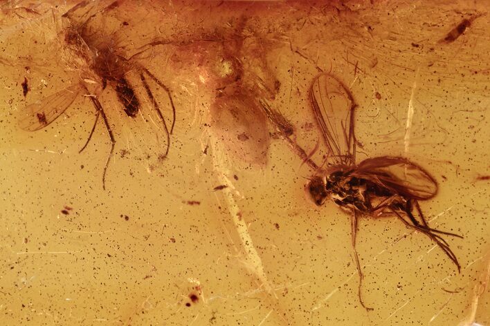 Small Fossil Spider and Two Flies in Baltic Amber #275450